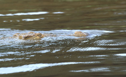 Crocodile du Nil.