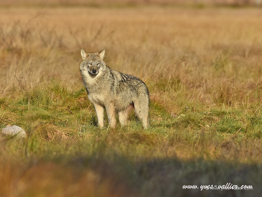 Loup d'Europe