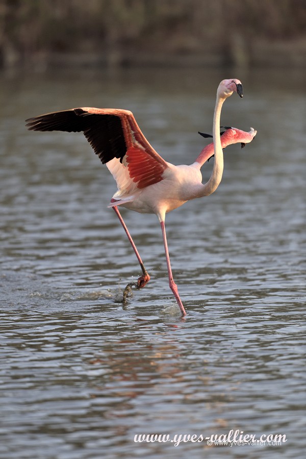 Flamant rose