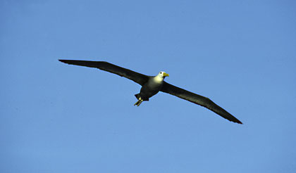 Albatros des Iles Galapagos