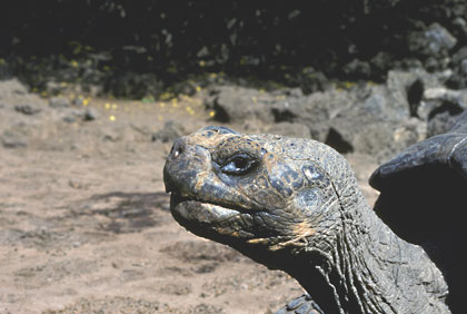 Tortue Galapago